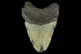 Fossil Megalodon Tooth - North Carolina #131601-1